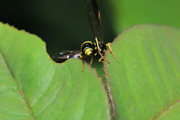 natural tenthredo insect macro photo