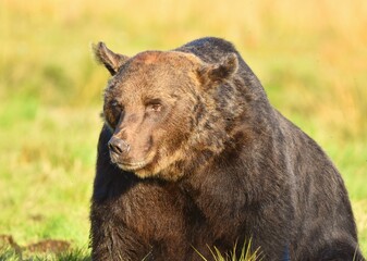 Fototapeta premium Wild Wonders: Finnish Bears at the Russian Border