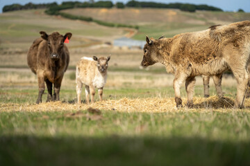 sustainable livestock farming with a cattle herd in a drought