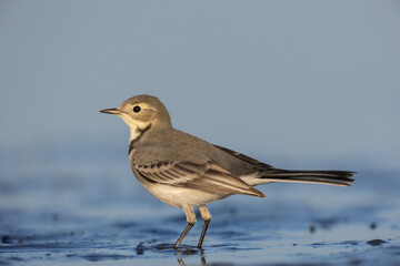 Bird juvenile White wagtail Motacilla alba small bird with long tail on light blurred background, Poland Europe