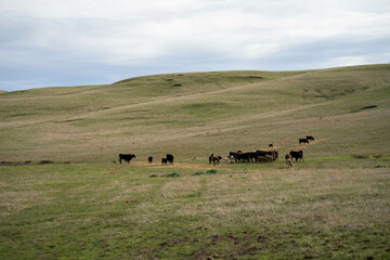 beef cows and calf on a farm eating hay in summer