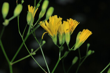 greater quaking grass plant macro photo