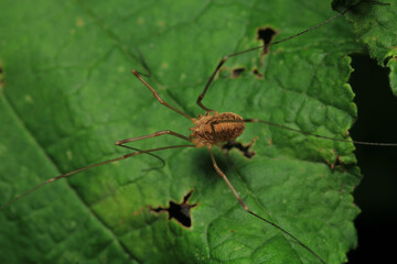 pholcus phalangioides spider macro photo