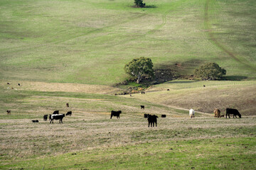 farm cows in a paddock eating grass after summer