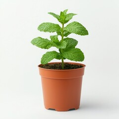 Fototapeta premium A potted mint plant with fresh green leaves.
