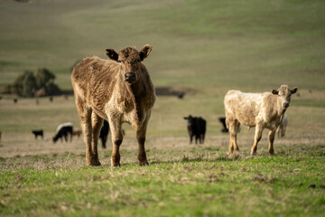 farm cows in a paddock eating grass after summer