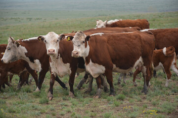 Fototapeta premium cows walking and eating grass in the mountains