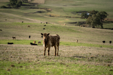 farm cows in a paddock eating grass after summer