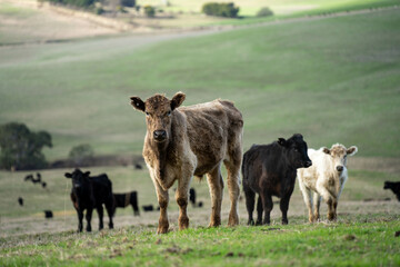 farm cows in a paddock eating grass after summer