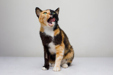 Cute cat pet licking and looking up on white background, portrait