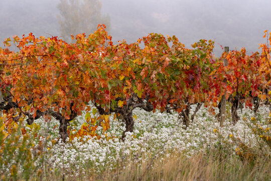 Bright autumnal vineyard rows with golden and red hues contrast the delicate white wildflowers below, presenting nature's harmony amidst the changing seasons in La Rioja Spain