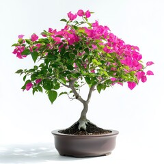 Naklejka premium Pink Bougainvillea Bonsai Tree.
