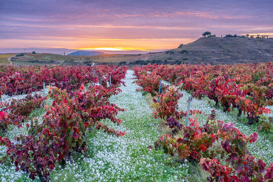 Lush vineyard bathed in vibrant red leaves under the radiant sunset, offering a breathtaking view of nature's autumnal splendor and peaceful countryside beauty in La Rioja Spain