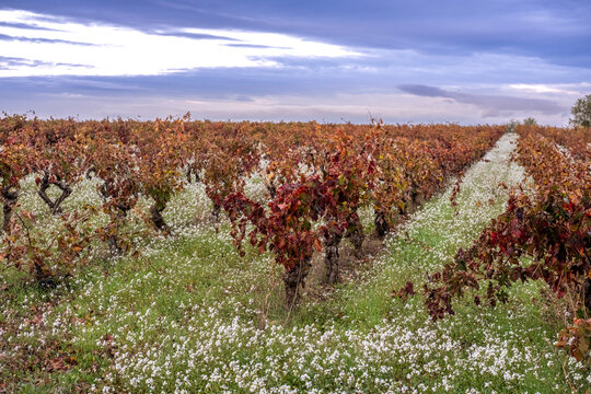 A sprawling vineyard stretches into the horizon, its grapevines adorned with autumn leaves under a cloud-filled sky, evoking tranquility and natural beauty in La Rioja Spain