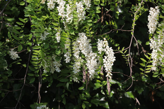Fleurs de Robinier