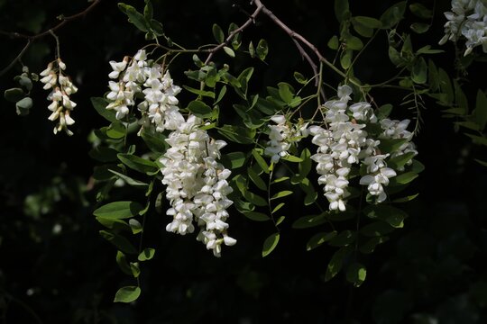 Fleurs de Robinier