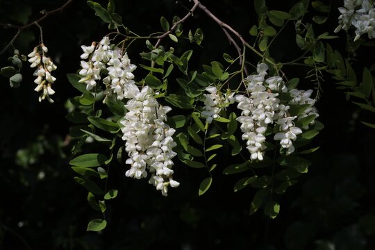 Fleurs de Robinier