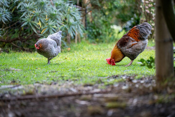 Pasture raised poultry on a regenerative agriculture farm. With hens and chooks with chickens in a backyard