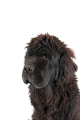 Fototapeta premium portrait Newfoundland dog isolated in white 