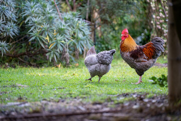 Pasture raised poultry on a regenerative agriculture farm. With hens and chooks with chickens in a backyard