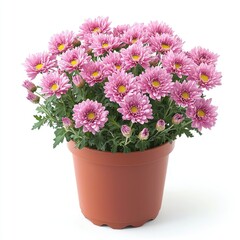 Fototapeta premium Pink Chrysanthemums in a brown pot, isolated on a white background.