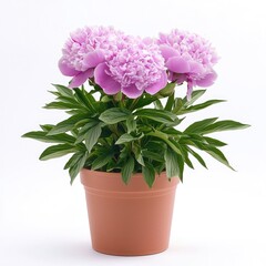 Fototapeta premium Pink Peony Plant in a Terracotta Pot.