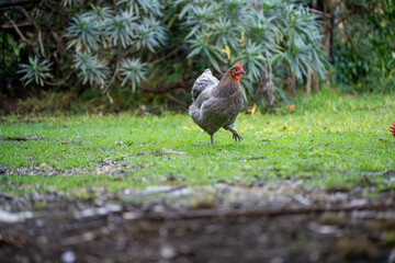 free range chicken farm in australia, pasture raised eggs on a regenerative sustainable agricultural farming on green grass in a field