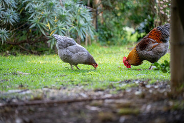 free range chicken farm in australia, pasture raised eggs on a regenerative sustainable agricultural farming on green grass in a field