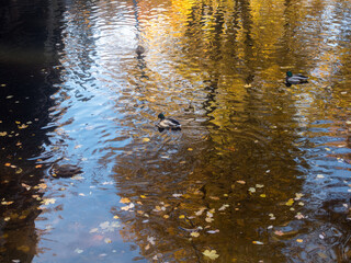 flock of ducks swims in water in autumn