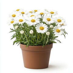 Potted white daisies with yellow centers.