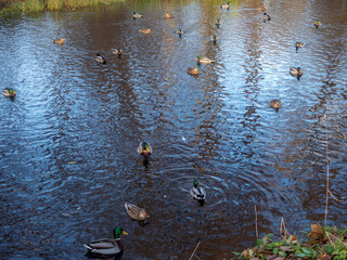 ducks in water in autumn day