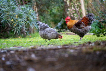 free range chicken farm in australia, pasture raised eggs on a regenerative sustainable agricultural farming on green grass in a field
