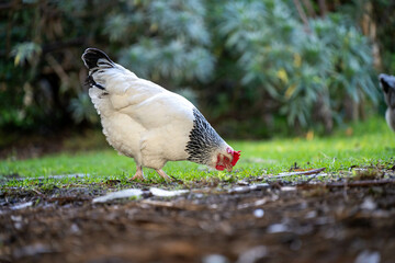 Pasture raised poultry on a regenerative agriculture farm. With hens and chooks with chickens in a backyard