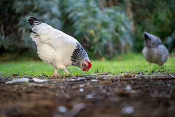 Pasture raised poultry on a regenerative agriculture farm. With hens and chooks with chickens in a backyard
