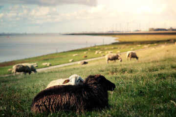 Sheep Grazing by the Water, Emden, Germany