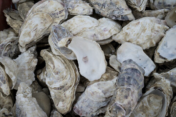 Des coquilles d'huîtres vides entassées