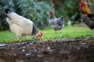 free range chicken farm in australia, pasture raised eggs on a regenerative sustainable agricultural farming on green grass in a field
