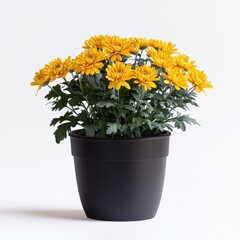 Yellow Chrysanthemum in Black Pot.