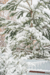 First snowfall in the garden, trees and flowers covered with snow. Pine needles.