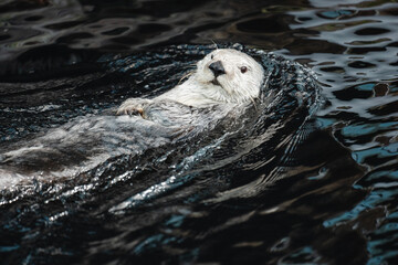 Beautiful sea otter playing in the water inside the Oceanographic aquarium in lisbon