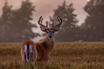 deer in the woods