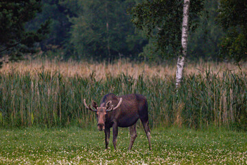 moose in the woods