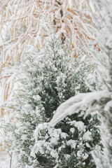 First snowfall in the garden, trees and flowers covered with snow. Pine needles.