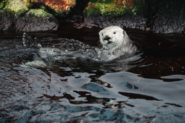 Beautiful sea otter playing in the water inside the Oceanographic aquarium in lisbon