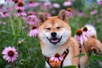 funny Shiba Inu dog pet smile among flowers outdoor
