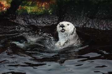 Fototapeta premium Beautiful sea otter playing in the water inside the Oceanographic aquarium in lisbon