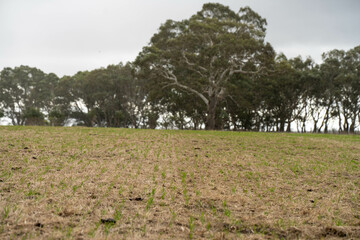 growing crops in a field on a grain wheat annd barley with pasture on a cow farm in spring