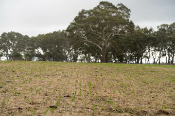 growing crops in a field on a grain wheat annd barley with pasture on a cow farm in spring