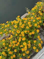 Yellow flowers 