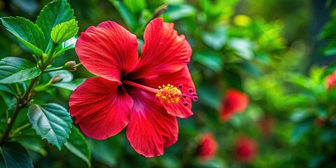 Fototapeta premium Vibrant Hibiscus Flower Close-up Drone Murcia Spain